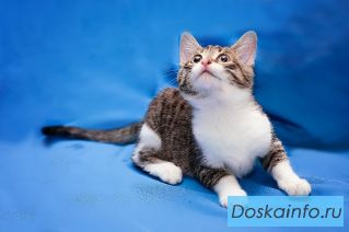 Котенок в дар. Отдам котенка
