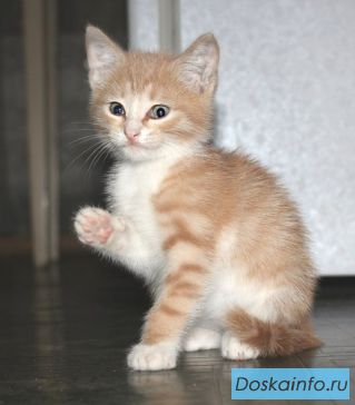 Очаровательный рыжик ищет дом. Отдам котенка