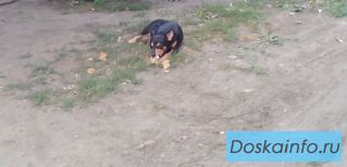Отдам собачку 