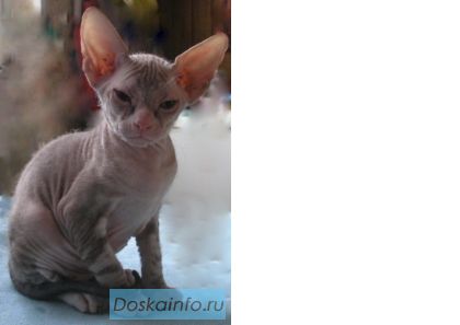 Кошечка Донского сфинкса редкого окраса.