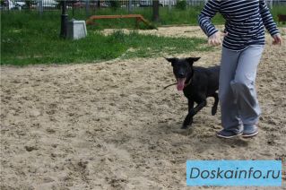 Шушу,Рита и Финик ищут дом