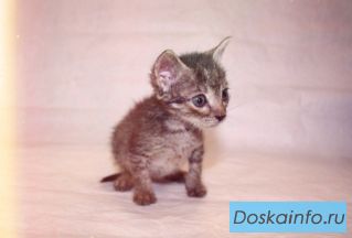 Малюсенькие котята в дар