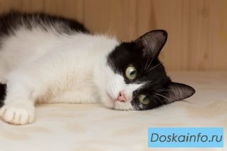 Ласковая Зоенька в поисках дома. Отдам кошку