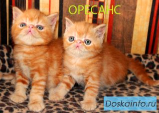 Экзотические котята красный мрамор