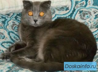 Кот Филя
