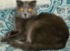 Кот Филя