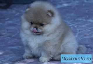 Недорого померанский миниатюрный шпиц