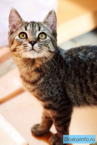 Котенок Умка в поисках дома. Отдам котенка