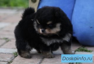 Забавные померанские миниатюрные шпицы