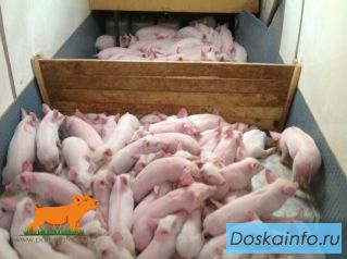 Поросята на продажу