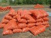 Лук репчатый оптом