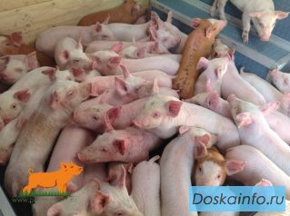 Поросята корытники