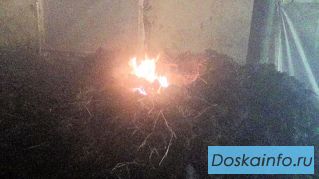 Коровий навоз переработка в удобрение