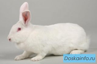 Кролики французской бройлерной породы 'Hycole'