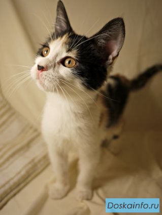Котенок в добрые руки
