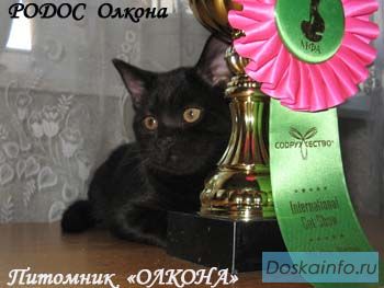 Британские котята ШОУ-класса ЧЕРНОГО окраса с Дипломами.