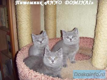 Британские короткошерстные котята ГОЛУБОГО окраса.