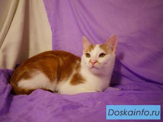 Котенок в дар