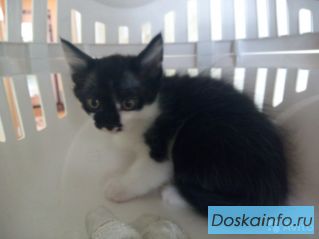 Отдам 2-х месячных котят!