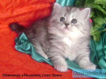 ХАЙЛЕНД-Фолд и Страйт, Британские  котята различных окрасов.