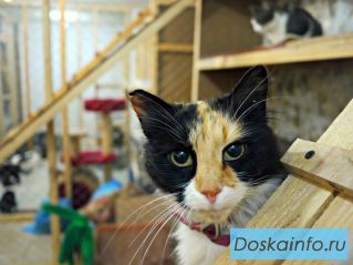 Кошка в добрые руки