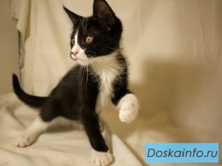 Котенок ищет дом