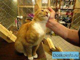 Кошка ищет дом.