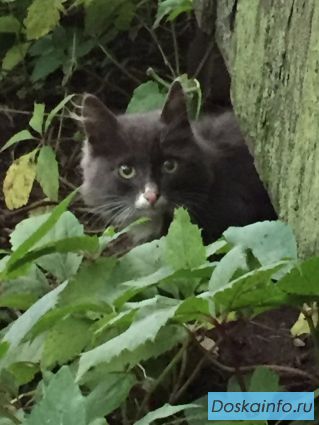 Брошеный котенок ищет новый дом