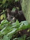 Брошеный котенок ищет новый дом