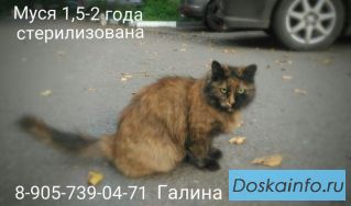 Кошечка Мусенька