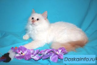 Кошка Лисёна ищет любящую семью.