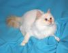 Уменьшенная картинка