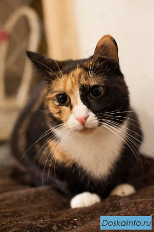 Кошка Саванна в добрые руки