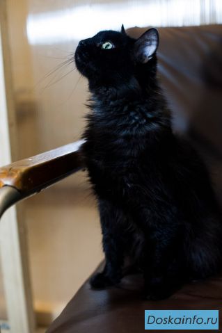 Кошечка Джулия в добрые руки