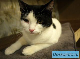 Кошка Панда в хорошие руки