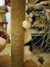 Уменьшенная картинка