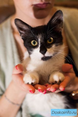 Котенок Матильда в добрые руки