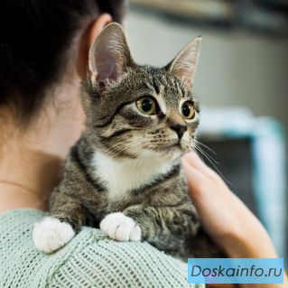 Котенок Кенди в добрые руки