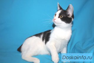 Котенок Кося в поисках дома
