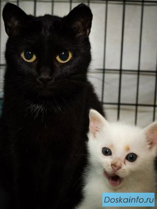 Кошки в добрые руки