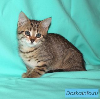 Ищем хозяев для чудесных котят