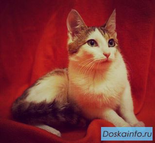 Котенок Марс в добрые руки