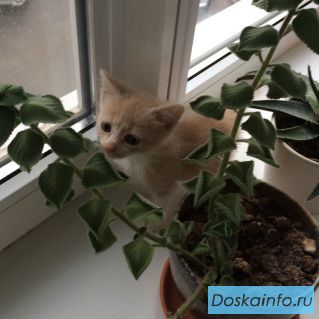 Кто мечтал о персиковой кошечке?