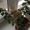 Уменьшенная картинка