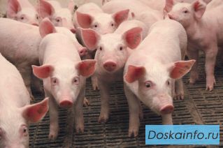 Продаём поросят с доставкой возраст 1-2 месяца