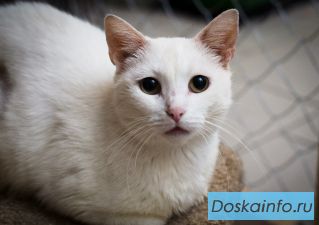 Кошка Альба в добрые руки