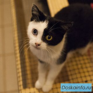 Кошка Фрэнки в добрые руки