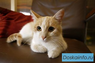 Котенок Яна в добрые руки