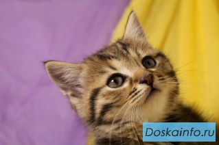 Котенок в дар!