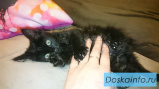 Котенок девочка ищет маму или папу